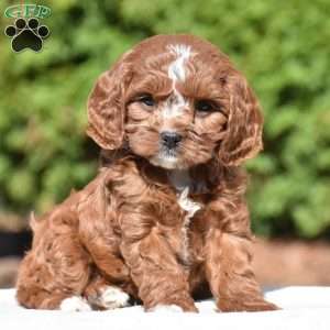 Jess, Cavapoo Puppy